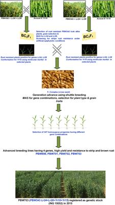 Resurrection of Wheat Cultivar PBW343 Using Marker-Assisted Gene Pyramiding for Rust Resistance